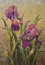 Ирисы. 2006, бумага ,акварель, 31х42 ,оформлена